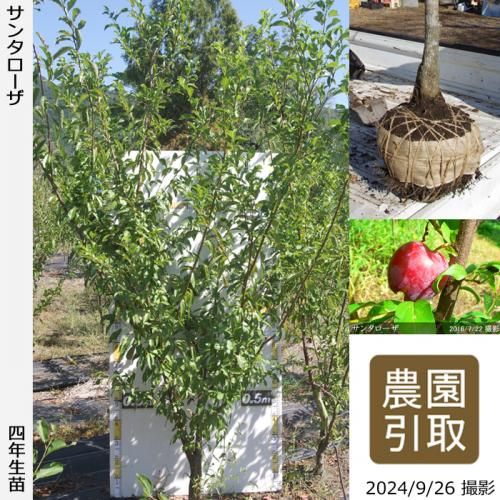 2ǯġ( ץ)󥿥[Ϸ 2021ǯ:LL]