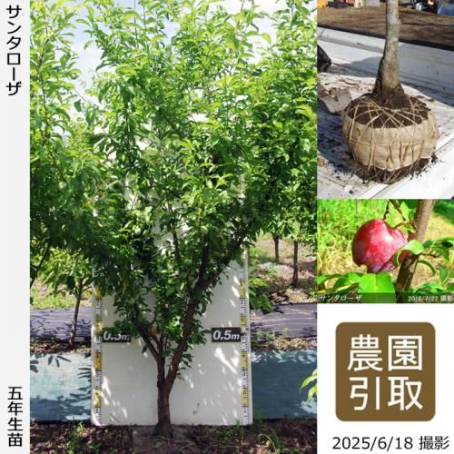 <img class='new_mark_img1' src='https://img.shop-pro.jp/img/new/icons14.gif' style='border:none;display:inline;margin:0px;padding:0px;width:auto;' />2025ǯͽʡġ( ץ)󥿥[Ϸ 2021ǯ:5L]ռӡΤ