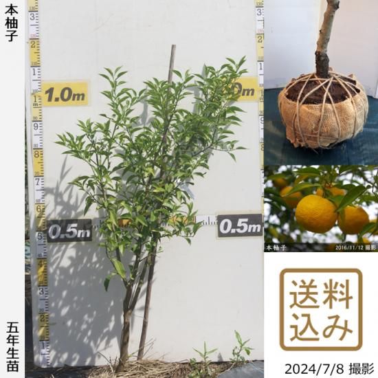 【順次出荷中】◇農薬不使用【エ