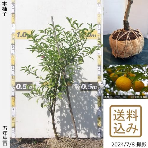 【順次出荷中】◇農薬不使用【エ