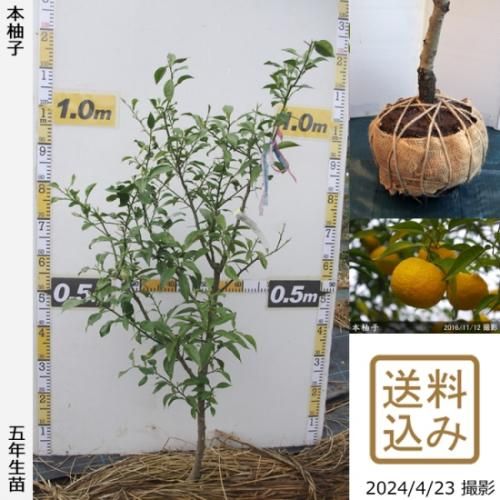 【順次出荷中】◇農薬不使用【エ
