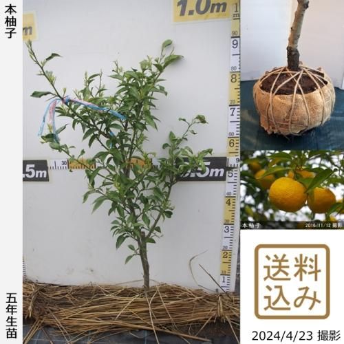 【順次出荷中】◇農薬不使用【エ
