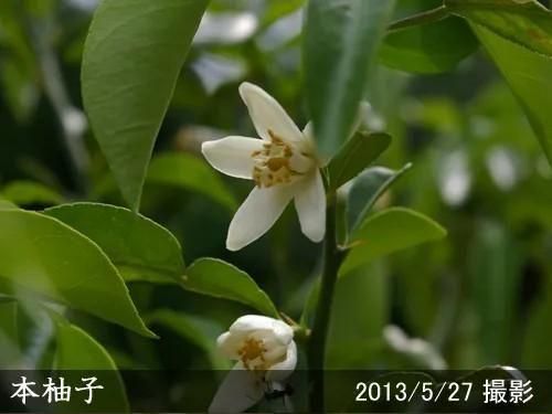 【受付出荷停止中】◇農薬不使用