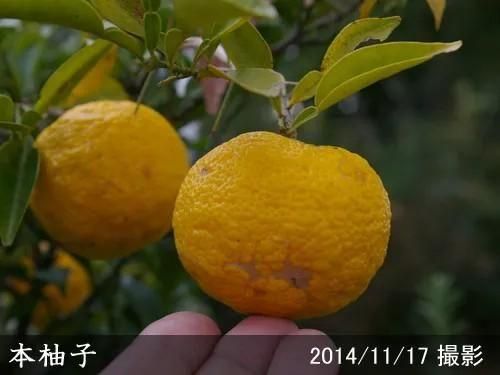 【受付出荷停止中】◇農薬不使用