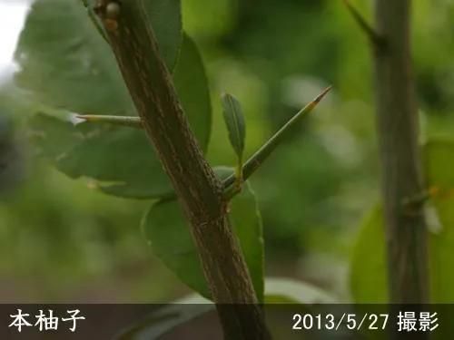 【受付出荷停止中】◇農薬不使用