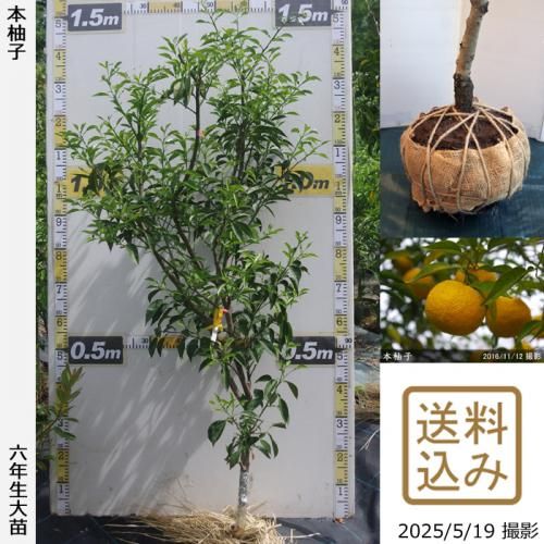 <img class='new_mark_img1' src='https://img.shop-pro.jp/img/new/icons14.gif' style='border:none;display:inline;margin:0px;padding:0px;width:auto;' />ڽ缡вۡԻѡڥॷﳲġ ͮ(ۤ椺)[Ϸ 2020ǯ:L]󤷺Ѣ
