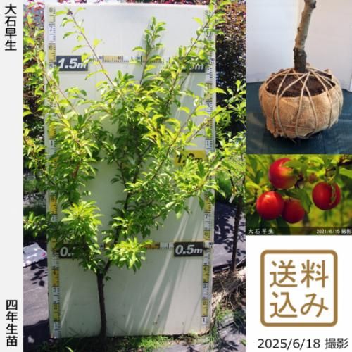 【2025年度予約商品】大苗◇