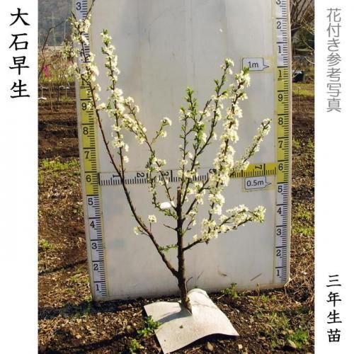 【2025年度予約商品】大苗◇