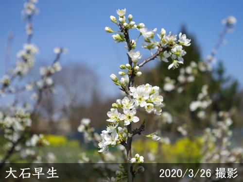 【2025年度予約商品】大苗◇