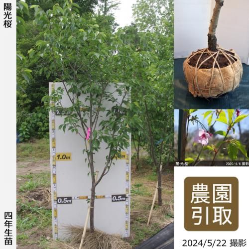 2ǯġ()۸(襦)[Ϸ 2021ǯ:4L]Τ