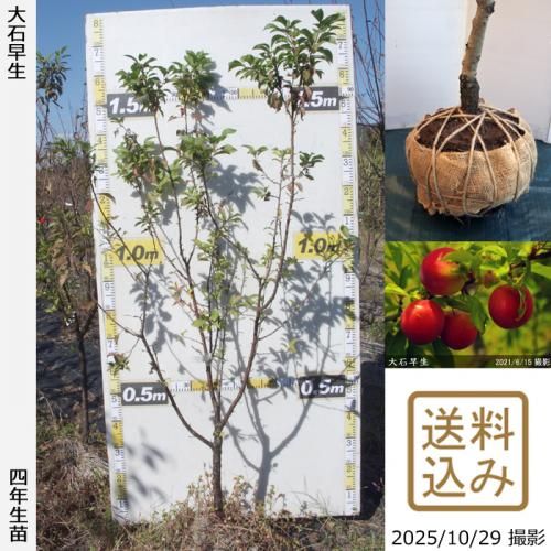 ڽ缡вġ( ץ)(碌)[Ϸ 2022ǯ:M]