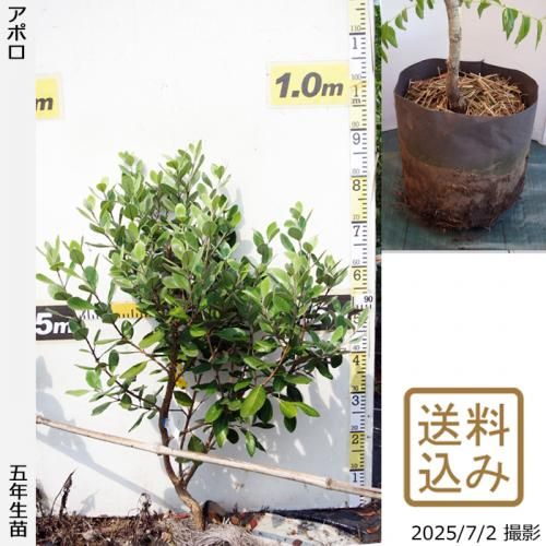 フェイジョア地中ポット苗 - 果樹苗木・成木通販の 特等大苗専門店 す