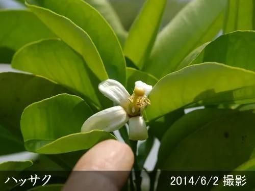 【2025年度予約商品】◇農薬