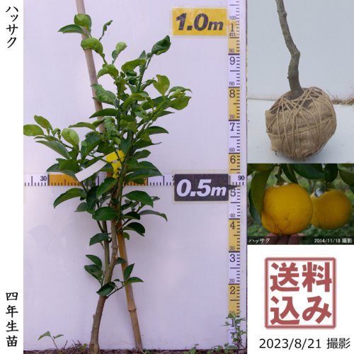 3年生苗◇柑橘類 ハッサク(八朔)[地掘苗 2020年:M]