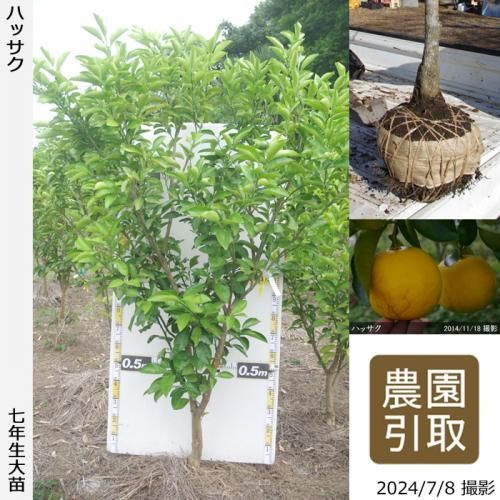 【順次引渡中】◇農薬不使用【エ