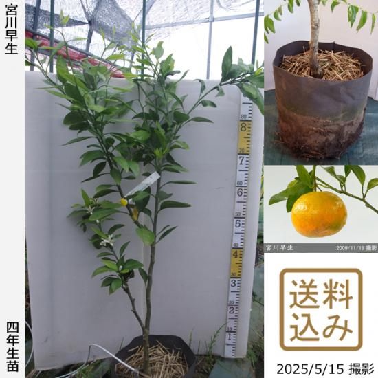 【順次出荷中】◇農薬不使用【エ