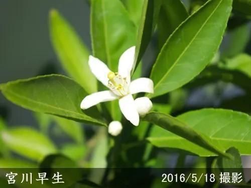 【2025年度予約商品】◇農薬
