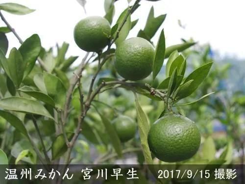 【2025年度予約商品】◇農薬