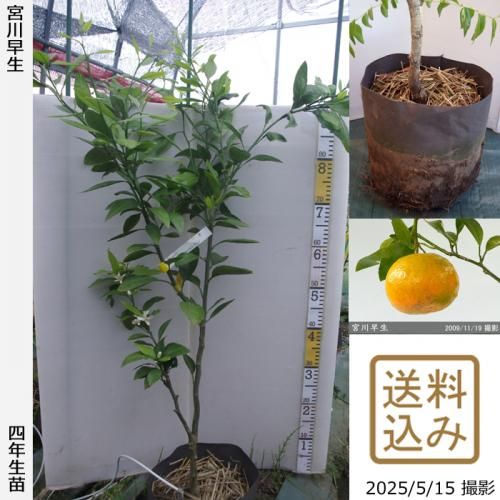<img class='new_mark_img1' src='https://img.shop-pro.jp/img/new/icons14.gif' style='border:none;display:inline;margin:0px;padding:0px;width:auto;' />ڽ缡вۡԻѡڥॷﳲۡġ ߤ [ݥå 2022ǯ:M]ռӡ
