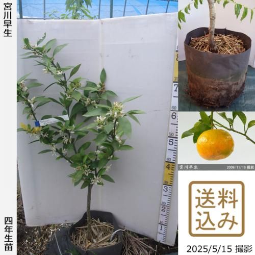 <img class='new_mark_img1' src='https://img.shop-pro.jp/img/new/icons14.gif' style='border:none;display:inline;margin:0px;padding:0px;width:auto;' />ڽ缡вۡԻѡڥॷﳲۡġ ߤ [ݥå 2022ǯ:S]ռӡ