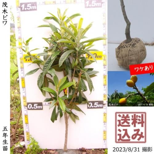 ビワ(枇杷) 茂木(もぎびわ)地掘大苗 - 果樹苗・大苗・苗木販売の隅田農園@京都亀岡