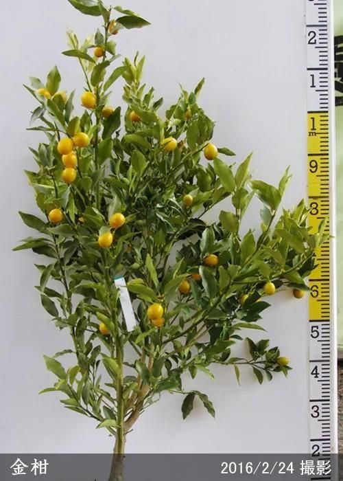 【順次出荷中】3年生苗◇柑橘類