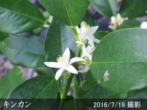 【順次出荷中】3年生苗◇柑橘類