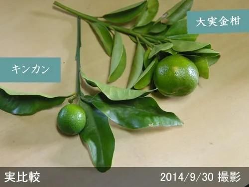 【順次出荷中】3年生苗◇柑橘類