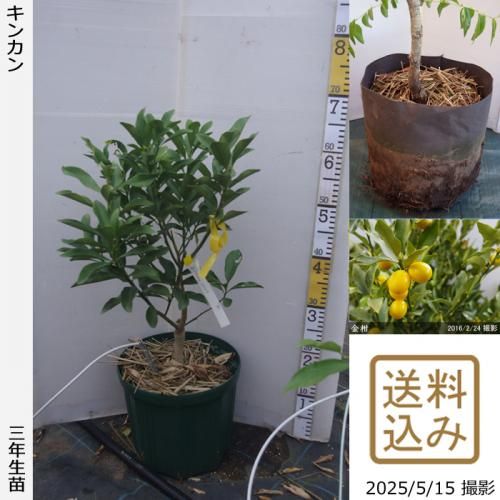 <img class='new_mark_img1' src='https://img.shop-pro.jp/img/new/icons14.gif' style='border:none;display:inline;margin:0px;padding:0px;width:auto;' />¨ȯǽ3ǯġ 󥫥(ⴻ)[åȥݥå 2023ǯ:M]