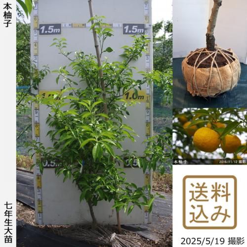 <img class='new_mark_img1' src='https://img.shop-pro.jp/img/new/icons14.gif' style='border:none;display:inline;margin:0px;padding:0px;width:auto;' />ڽ缡вۡԻѡڥॷﳲۡġ ͮ(ۤ椺)[Ϸ 2019ǯ:S]ռӡ