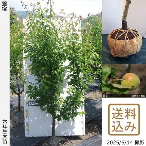 <img class='new_mark_img1' src='https://img.shop-pro.jp/img/new/icons14.gif' style='border:none;display:inline;margin:0px;padding:0px;width:auto;' />2025ǯͽʡġ()(夯)[Ϸ 2020ǯ:L]ռӡ緿