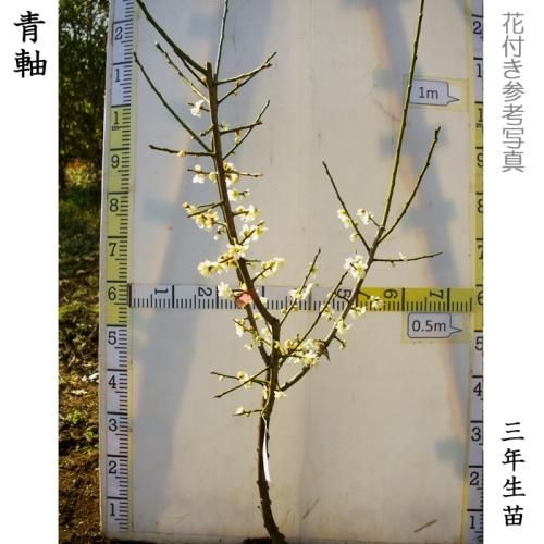 【2025年度予約商品】大苗◇