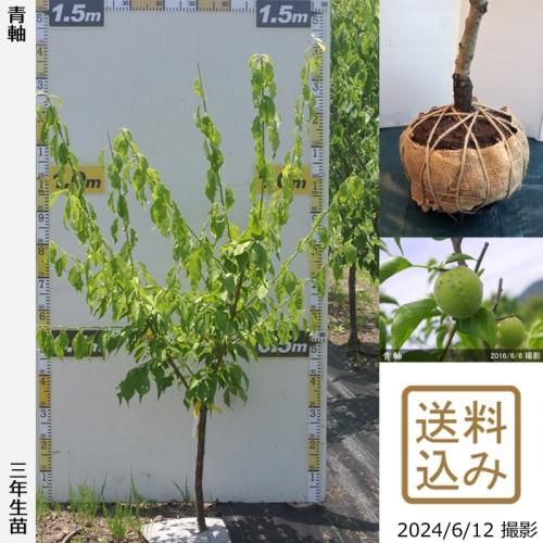 【2025年度予約商品】大苗◇
