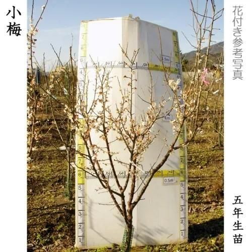 【順次出荷中】2年生苗◇ウメ(