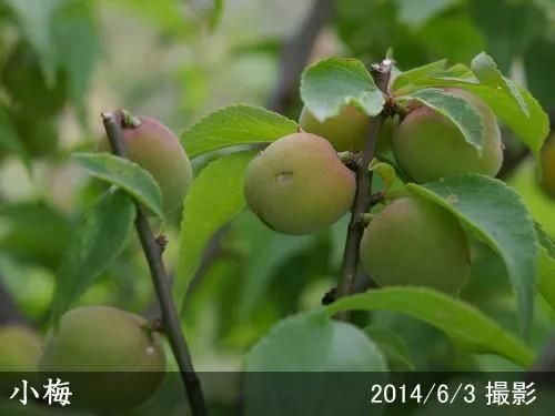 【順次出荷中】2年生苗◇ウメ(