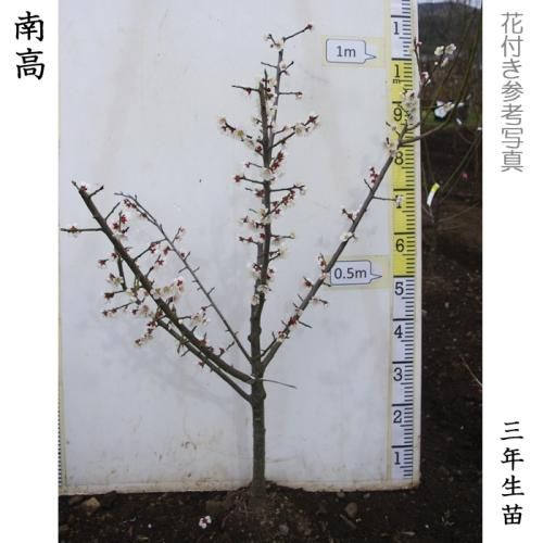 【2025年度予約商品】大苗◇