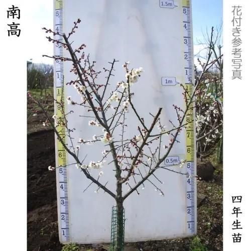 【2025年度予約商品】2年生