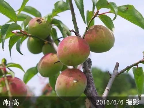 【2025年度予約商品】2年生