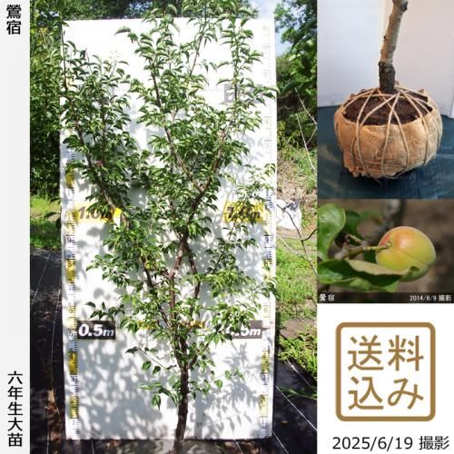 <img class='new_mark_img1' src='https://img.shop-pro.jp/img/new/icons14.gif' style='border:none;display:inline;margin:0px;padding:0px;width:auto;' />2025ǯͽʡġ()(夯)[Ϸ 2020ǯ:M]ռӡ