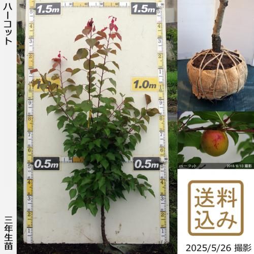 <img class='new_mark_img1' src='https://img.shop-pro.jp/img/new/icons14.gif' style='border:none;display:inline;margin:0px;padding:0px;width:auto;' />2025ǯͽʡ3ǯġ() ϡå[Ϸ 2023ǯ:M]