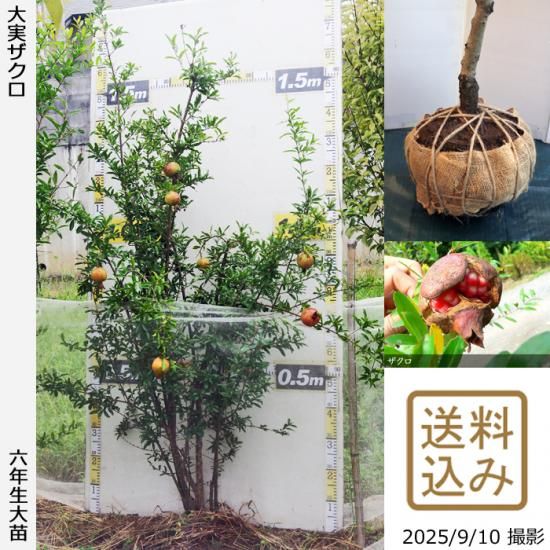 【2025年度予約商品】大苗◇