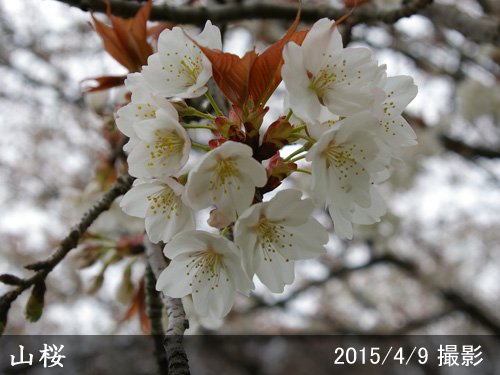 サクラ(桜) 山桜(ヤマザクラ)[四年生苗] - 果樹苗・大苗・苗木販売の隅田農園@京都亀岡