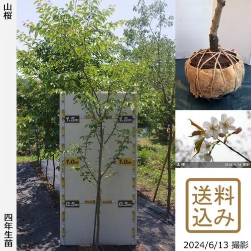 2ǯġ()(ޥ)[Ϸ 2021ǯ:LL(high)]Τ