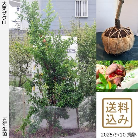 【2025年度予約商品】大苗◇