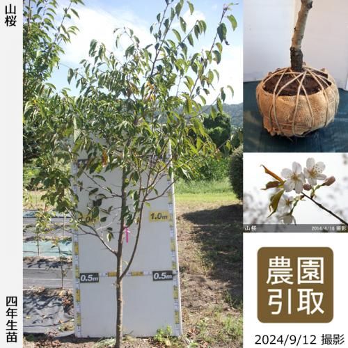 【順次引渡中】大苗◇サクラ(桜