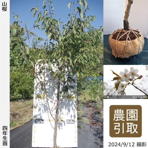 2ǯġ()(ޥ)[Ϸ 2021ǯ:LL]緿