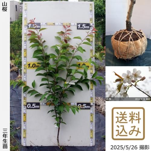 山桜]サクラ(桜)・しだれ桜の大苗 - 果樹苗・大苗・苗木販売の