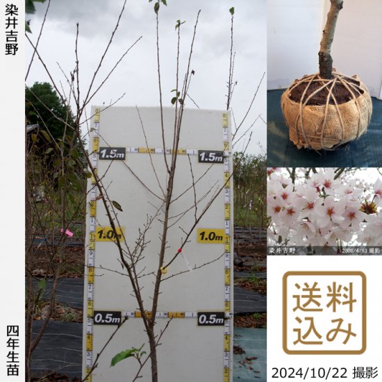 サクラ(桜)染井吉野(ソメイヨシノ)[四年生苗] - 果樹苗・大苗・苗木販売の隅田農園@京都亀岡