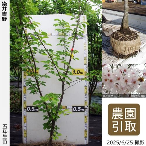 <img class='new_mark_img1' src='https://img.shop-pro.jp/img/new/icons14.gif' style='border:none;display:inline;margin:0px;padding:0px;width:auto;' />2025ǯͽʡġ()(ᥤ襷)[Ϸ 2021ǯ:L(high)]Τ
