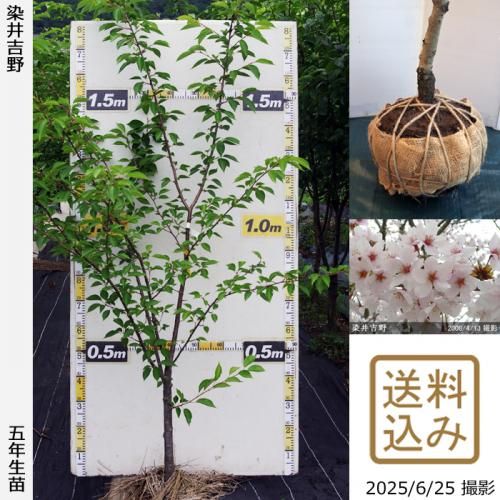 <img class='new_mark_img1' src='https://img.shop-pro.jp/img/new/icons14.gif' style='border:none;display:inline;margin:0px;padding:0px;width:auto;' />【2025年度予約商品】大苗◇サクラ(桜)染井吉野(ソメイヨシノ)[地掘苗 2021年:M]
